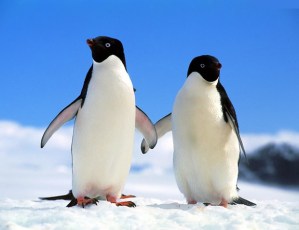 E a vida continua...