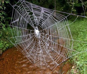 A Teia da Aranha