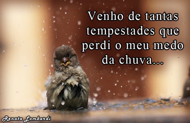 passaros_banho_chuva_17