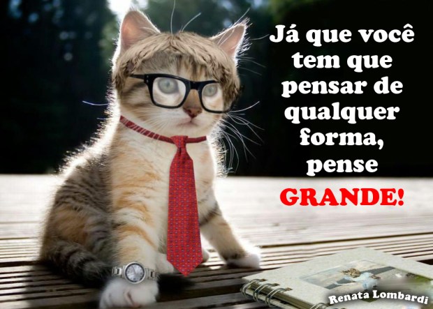 gatinho-inteligente-1322571876