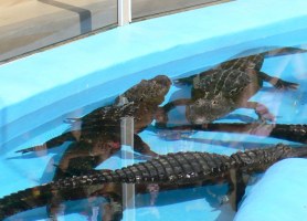 a-piscina-com-jacares